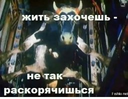 Австралийка обнаружила, что в гараже дома нелегально живёт женщина