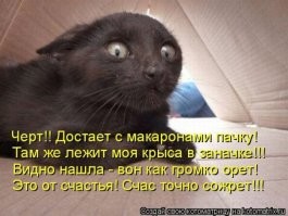 Непередаваемые эмоции братьев наших меньших