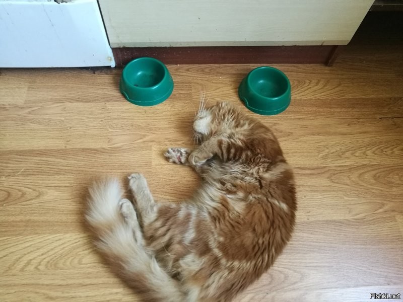 *изображает голодный обморок.
**миска с водой стоит отдельно - вторая миска для второй кошки