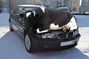 -Мяу?
-БМУУУ!