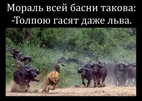 Мангусты набросились на питона, пытавшегося&nbsp;задушить их сородича