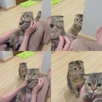 30 смешных кадров с животными, которые ревнуют своих хозяев