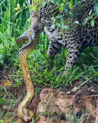Ты не на том районе быковать вздумал червяк! Счас еще пахан подтянется...