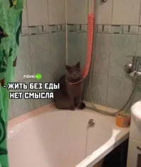 Откуда у вас фото моей кошки?