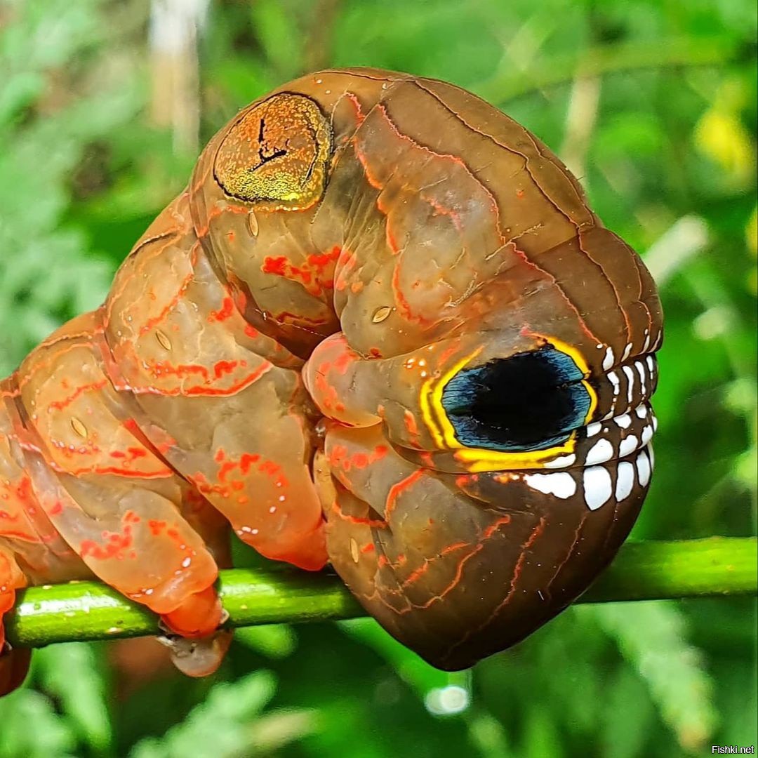 Phyllodes Imperialis гусеница