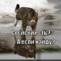 Пёс встретил кошек на своём пути и решил не рисковать