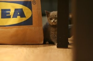 Заканчивался мой первый ремонт и я, завел котенка. 2009 год начало)))