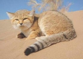 ...Кроме того, выяснилось, что барханные коты хорошо ладят друг с другом, и не дерутся за территорию. А хули там драться, если территория составляет - 1758 км .
Смотрите ещё одно видео: