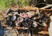 Задолбали уже! Нихрена вы не найдете! И если у вас нет металлодетектора - забудьте о том что "вот куплю-клад найду".. У же все перекопано. Уже все выкопано. Максимум - пару медяков по 100 рублей цены.... Да "бухарских дирхемов" гору...