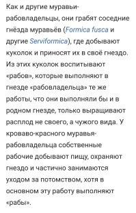 Муравьи бывают и такие: