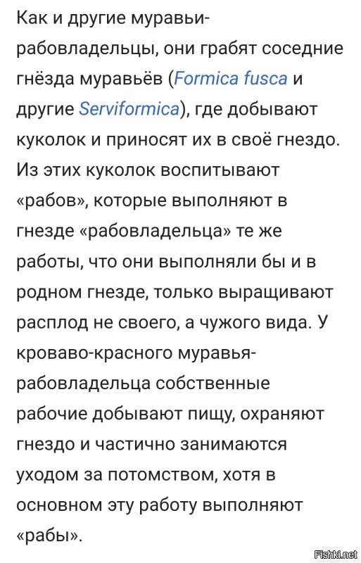 Муравьи бывают и такие: