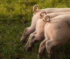 Эту загадку нашли на берестяной грамоте при раскопках. Только не всегда болтается между ног... 
PS Про люстру или что то другое тоже знаю.
