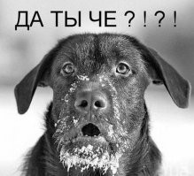 Осуждаю действие собаки  