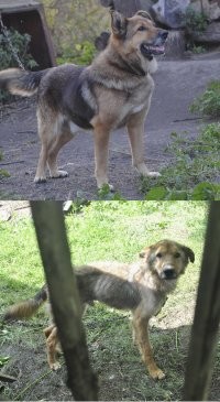 Надо было просто кормить. И чуть-чуть полечить.