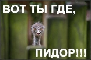 Продолжаем барражировать соцсети