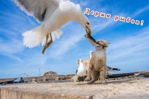 Скрины из соцсетей&nbsp;