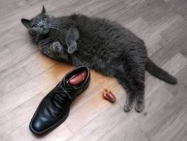 И вот БОСС пришёл в гости...
 Может только к жене подчинённого... 
 Кот...