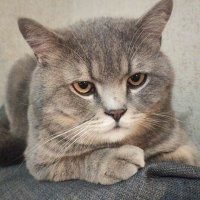 Британский котик с неизвестной родословной который очень захотел жить у меня, в середине 2021 года припёрся ко мне на дачу и вообще отказался уходить, пришлось осенью увозить в город, так как никто из соседей его не признал за своего и в местной Вайбер группе тоже не был опознан