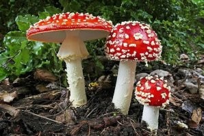 Нееее!  Это какие-то старые .... Лучше брать свежие!
