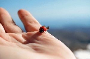 "Божья коровка, полети на небко... там твои детки кушают котлетки"