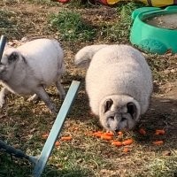 Так вот он какой – полный песец. )))