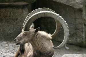 Ну про козла же сразу невооруженным глазом и с применением логического мышления очевидно использование фотошопа