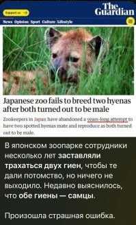 Полосатая гиена: Непривычный нам вид гиен, заселивший Азию. Они совсем непохожи на пятнистого собрата и даже научились дружить с волками