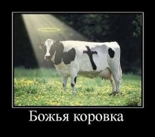 Божья коровка. «Пятнистый друг» из детства
