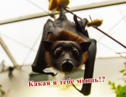 Как выглядит крупнейшая в мире летучая мышь
