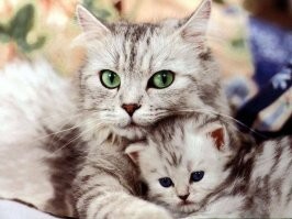 Моё любимое фото по теме.  Абсолютно человеческий взгляд!