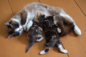 Добавлю своих (на данный момент - взрослые  )