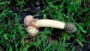 Раз уж начали про грибы …