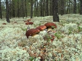 Карельские боры