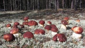 Карельские боры