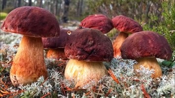 Карельские боры