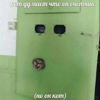 Он просто яйцами попал на шины