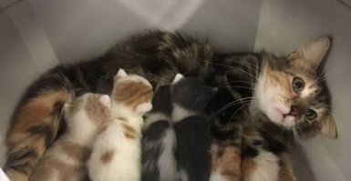 Кошки весьма харизматичные создания.