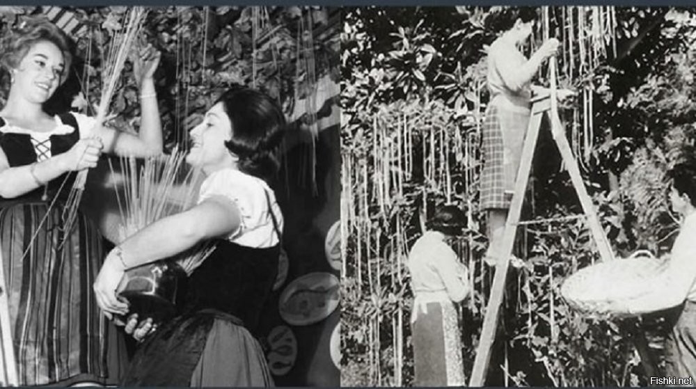 BBC так однажды пошутило в 50-х годах, сняв ролик про небывалый урожай спагетти в Италии. Редакцию завалили письмами с просьбой помочь с приобретением рассады.