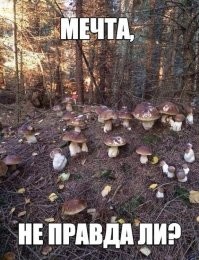 Царство грибов под неожиданным ракурсом