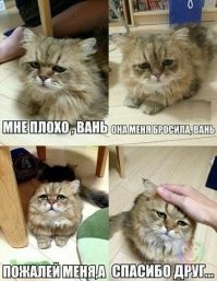 Фотоприколы и&nbsp;прикольные картинки