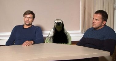 Ленивца обнаружили на стартовой площадке во время запуска ракеты к Юпитеру