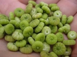 Не знаю как называется эта травка, но мы ее собирали и кушали...