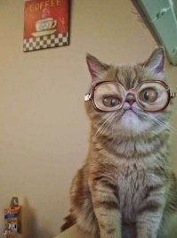 Когда я увидел кота без очков... Просто ржал, долго и упорно. КЛАСС!
Вот вам бонус.