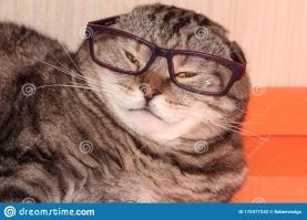 Когда я увидел кота без очков... Просто ржал, долго и упорно. КЛАСС!
Вот вам бонус.