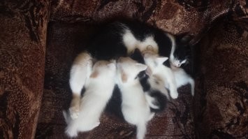 Моя Мусечка