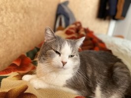 Мой красавец старичок, 11 лет будет летом.