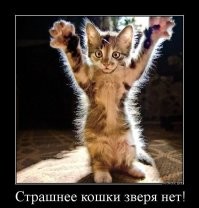 Пушистый защитник  маленьких и слабых