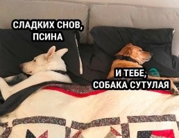 Комментарии и картинки из соцсетей. Свежак за 19 апреля