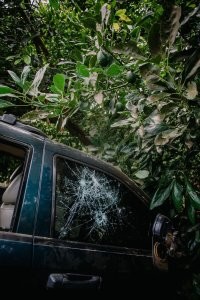 Какие жесткие плоды у авокадо, прямо так кучно попали в бронированное стекло и одно даже его пробило. Окружающая среда такая поразительная.