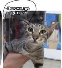В Саратове мужчина украл породистого кота "для себя"